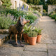 Life-Size Traditional Alert Fox Bronze Sculpture by Giant Sculptures, shown in profile on a garden path beside terracotta pots of ferns and thyme, lavender behind.