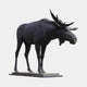 Life-Size Traditional Bull Moose Bronze Sculpture by Giant Sculptures in matte black patina, side view on a stepped granite plinth against a plain background.