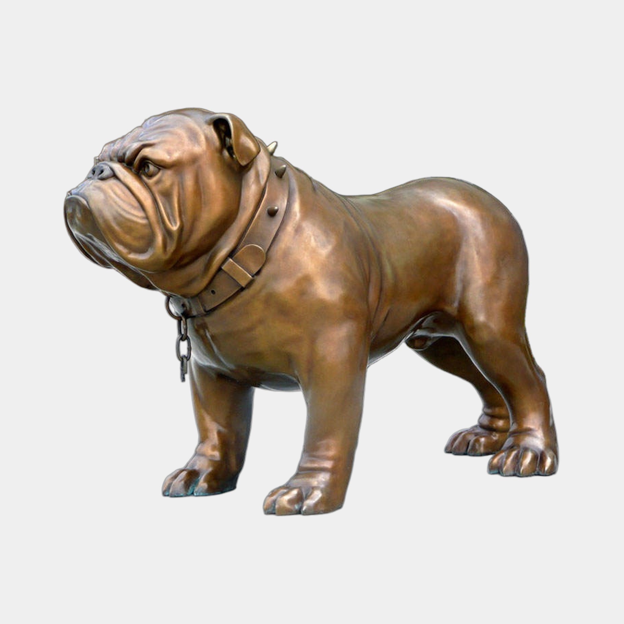 Giant Sculptures' Life-Size Traditional English Bulldog Bronze Sculpture 80cm in warm golden-brown patina, standing with spiked collar and hanging chain, on plain background.