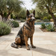 Life-Size Traditional German Shepherd Dog Bronze Sculpture seated on stone paving beside a pool, with lavender, agave, and olive trees framing the setting.