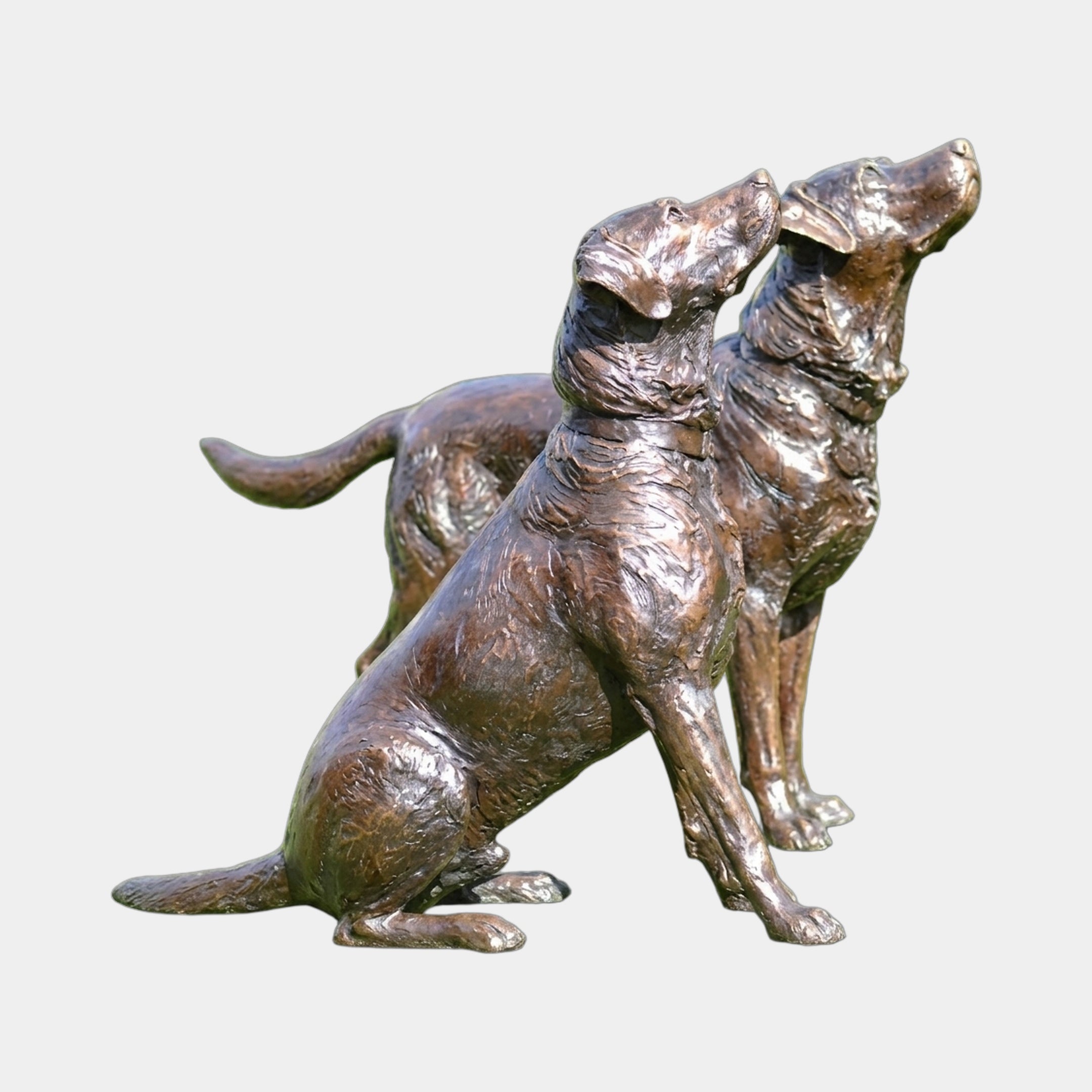 Life-Size Traditional Paired Labradors Bronze Sculpture by Giant Sculptures, two seated dogs with heads tilted upward, warm bronze patina, plain background.