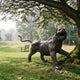 Life-Size Traditional Prowling Tiger Bronze Sculpture by Giant Sculptures in dark patina, mid-stride with bared fangs, displayed on grass beneath a tree in parkland.