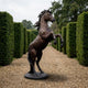Life-Size Traditional Rearing Horse Bronze Sculpture by Giant Sculptures with dark brown patina, displayed on a gravel path between tall manicured hedges.