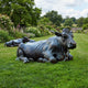 Life-Size Traditional Reclining Cow and Calf Bronze Sculpture by Giant Sculptures with verdigris patina, displayed on a lawn beside flowering garden borders.