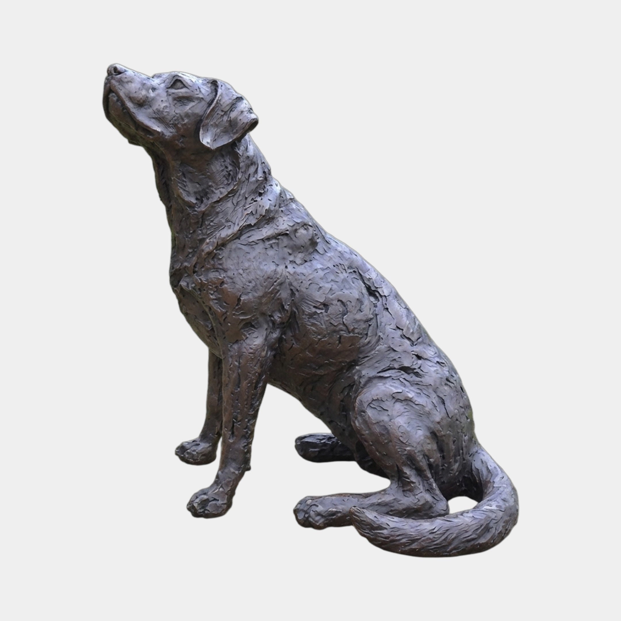 Life-Size Traditional Seated Labrador Bronze Sculpture by Giant Sculptures, shown in profile with nose lifted upward, dark patina finish, on a plain background.