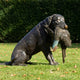 Life-Size Traditional Seated Labrador with Game Bird Bronze Sculpture by Giant Sculptures, shown in profile on a lawn with verdigris duck in its mouth.