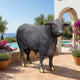 Life-Size Traditional Standing Bull Bronze Sculpture by Giant Sculptures with dark patina and gold hooves, displayed on a terracotta poolside terrace.