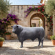 Life-Size Traditional Standing Bull Bronze Sculpture by Giant Sculptures in dark patina, shown side-on in a Mediterranean courtyard with bougainvillea framing an arched doorway.