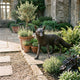 Life-Size Traditional Standing Fox Bronze Sculpture by Giant Sculptures with dark patina, displayed on a stone garden terrace beside lavender, potted herbs, and an olive tree.