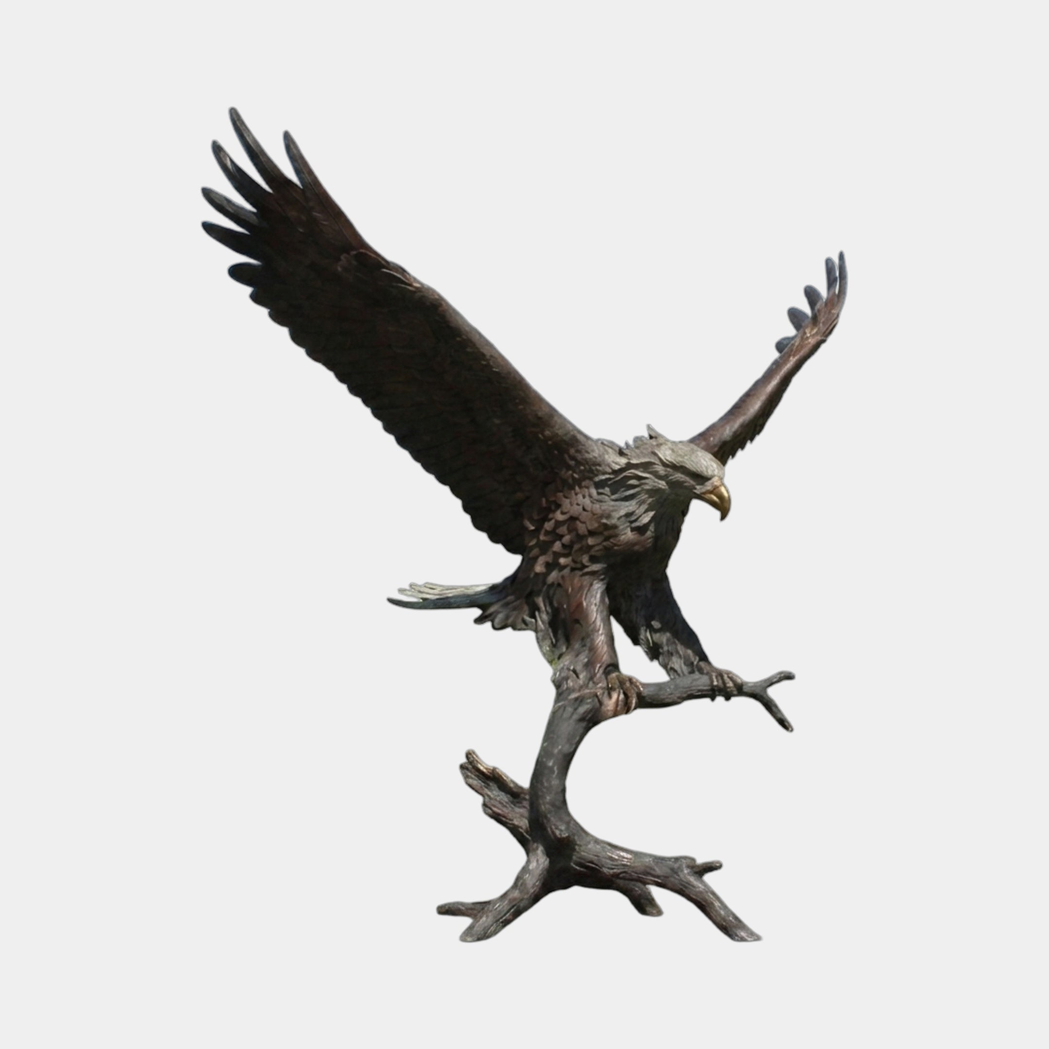 Monumental Bald Eagle Bronze Sculpture 280cm by Giant Sculptures, wings raised mid-landing on a branch perch, dark brown patina, shown on a plain background.
