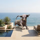 Monumental Contemporary Crouching Bull Bronze Sculpture by Giant Sculptures on an oceanfront terrace beside agave planters and a reflecting pool.