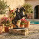 Monumental Traditional Cowboy Riding Rearing Horse Bronze Sculpture by Giant Sculptures on a stone plinth in a Mediterranean courtyard with bougainvillea and pool.