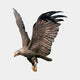 Giant Sculptures Monumental Traditional Eagle Bronze Fountain in flight pose with wings raised, dark patina finish and gold-toned beak and talons, on plain background.