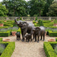 Monumental Trumpeting Elephant Herd Bronze Sculpture by Giant Sculptures, with two adults and two calves on gravel in a formal boxwood and lavender garden.