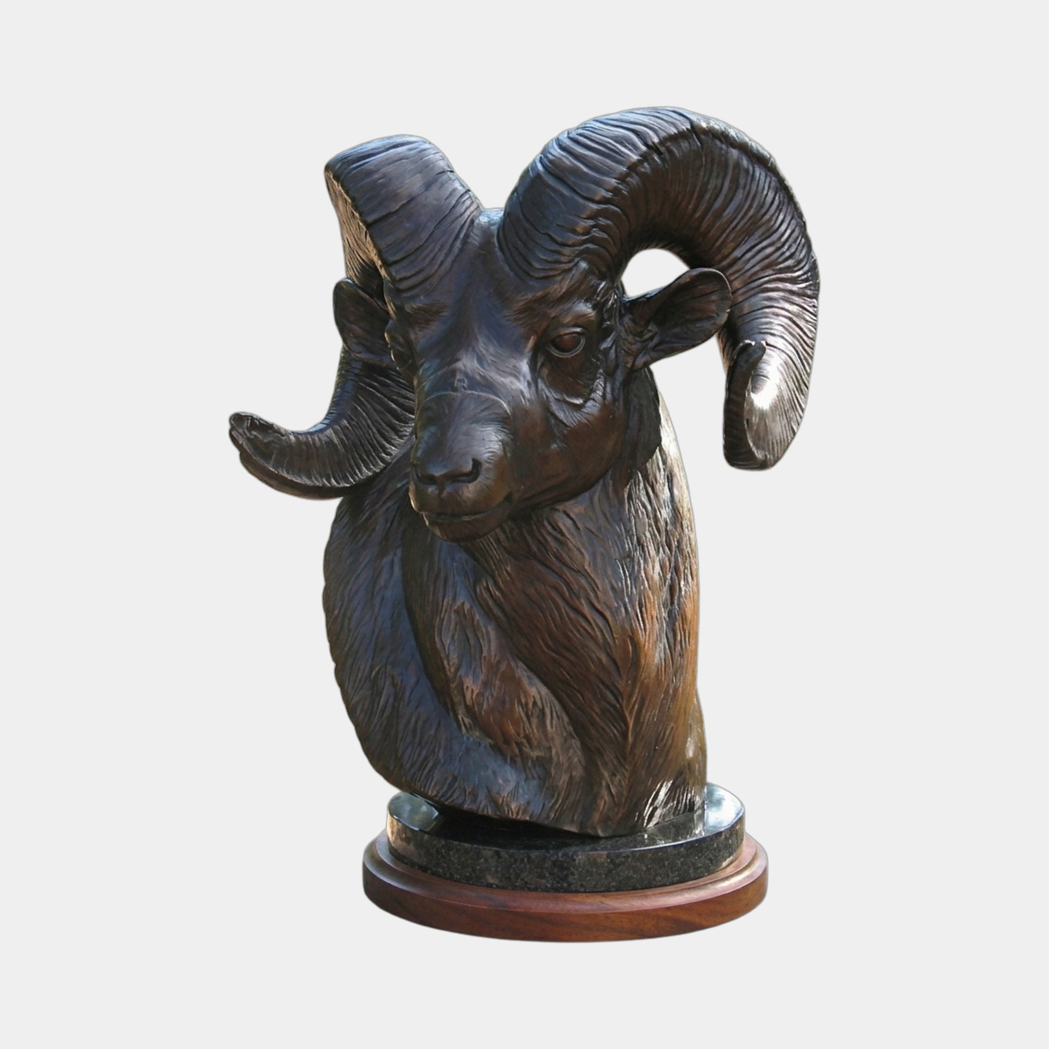 Traditional Bighorn Ram Head Bronze Bust 90cm by Giant Sculptures, dark patina with ochre highlights on curled horns, on granite disc and wood plinth base.