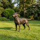 Traditional Labrador Retriever Dog Bronze Sculpture 80cm by Giant Sculptures, shown in side profile on a lawn with green shrubs and trees behind.