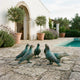 Traditional Pigeon Flock Bronze Sculpture by Giant Sculptures with verdigris patina, displayed on stone paving beside a pool with lavender and olive trees.