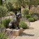 Traditional Seated French Bulldog Bronze Sculpture by Giant Sculptures, 60cm, displayed on a stone block beside a gravel path lined with lavender and olive trees.